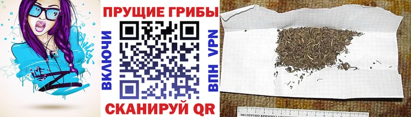 Псилоцибиновые грибы Cubensis  Катайск 